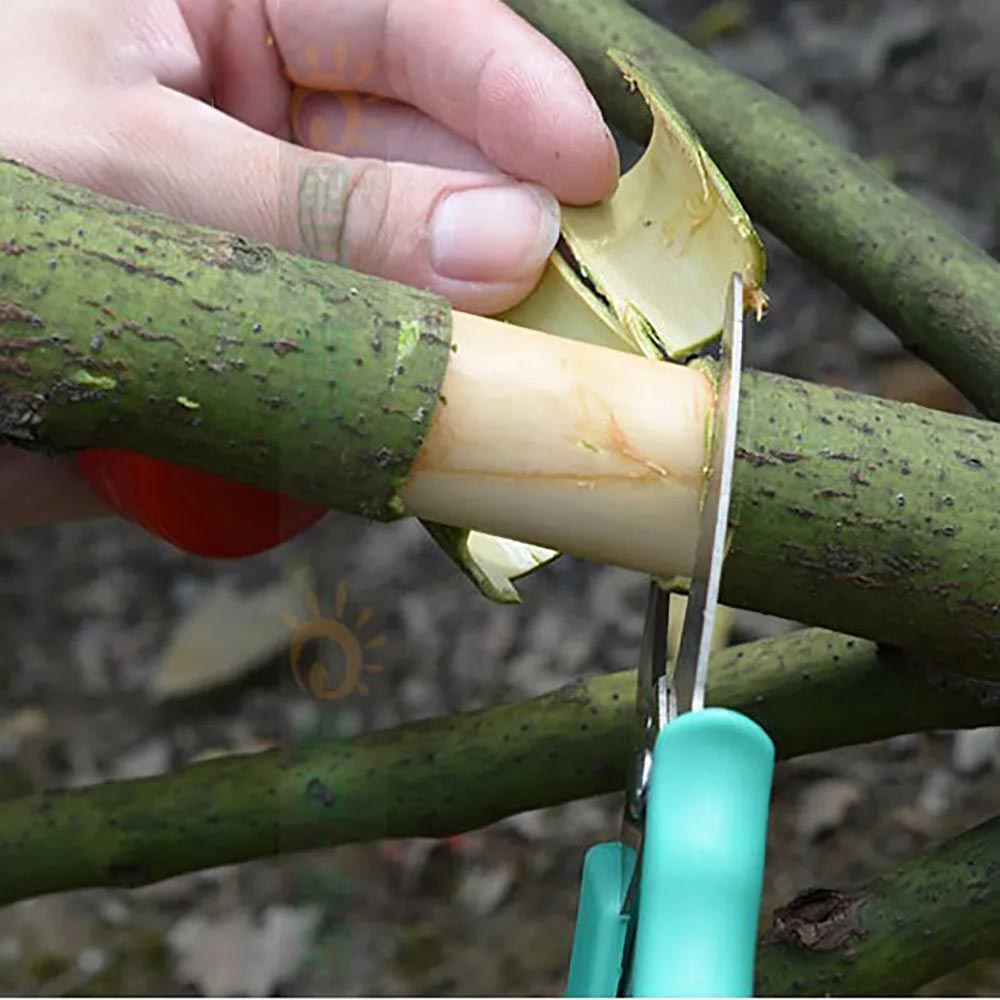 Ringschälwerkzeug, Schere, Ringelmesser, Gartenschere, Obstbaum, Traubenstrauch, Obstgarten, Ring-Pfropfmesser